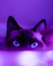 black cat in pink background