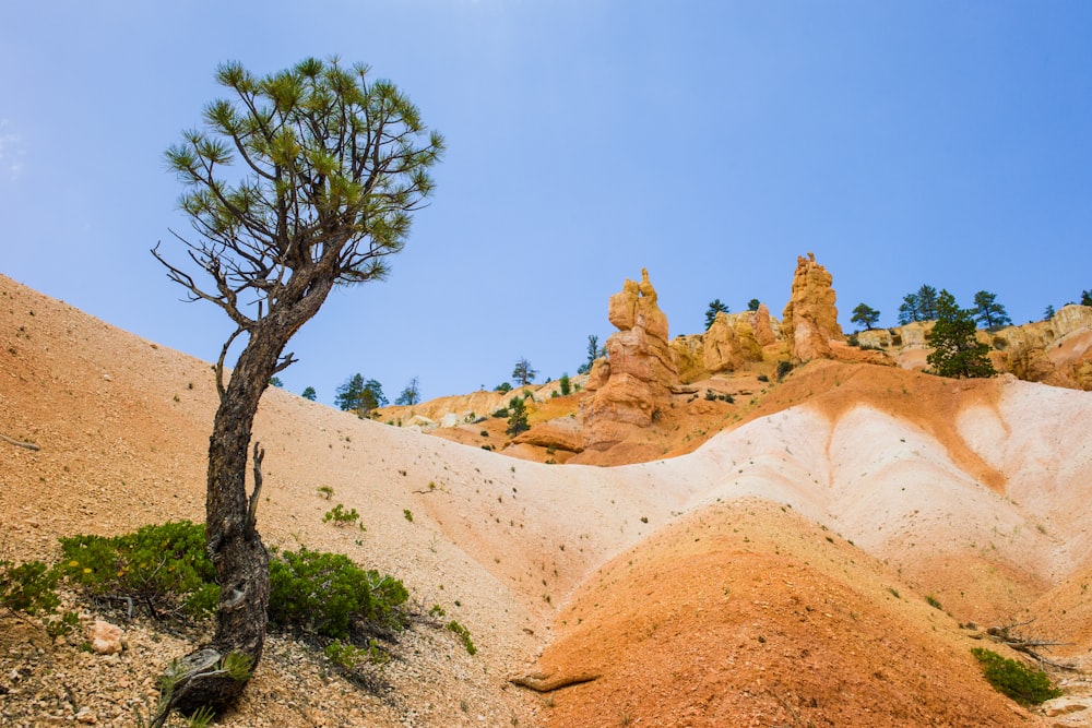 green tree on brown sand