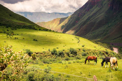 brown horse eating grass on green grass field during daytime