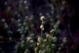 Artistic shot of a hoya plant’s waxy flowers glowing under natural light.