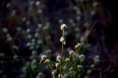 Artistic shot of a hoya plant’s waxy flowers glowing under natural light.