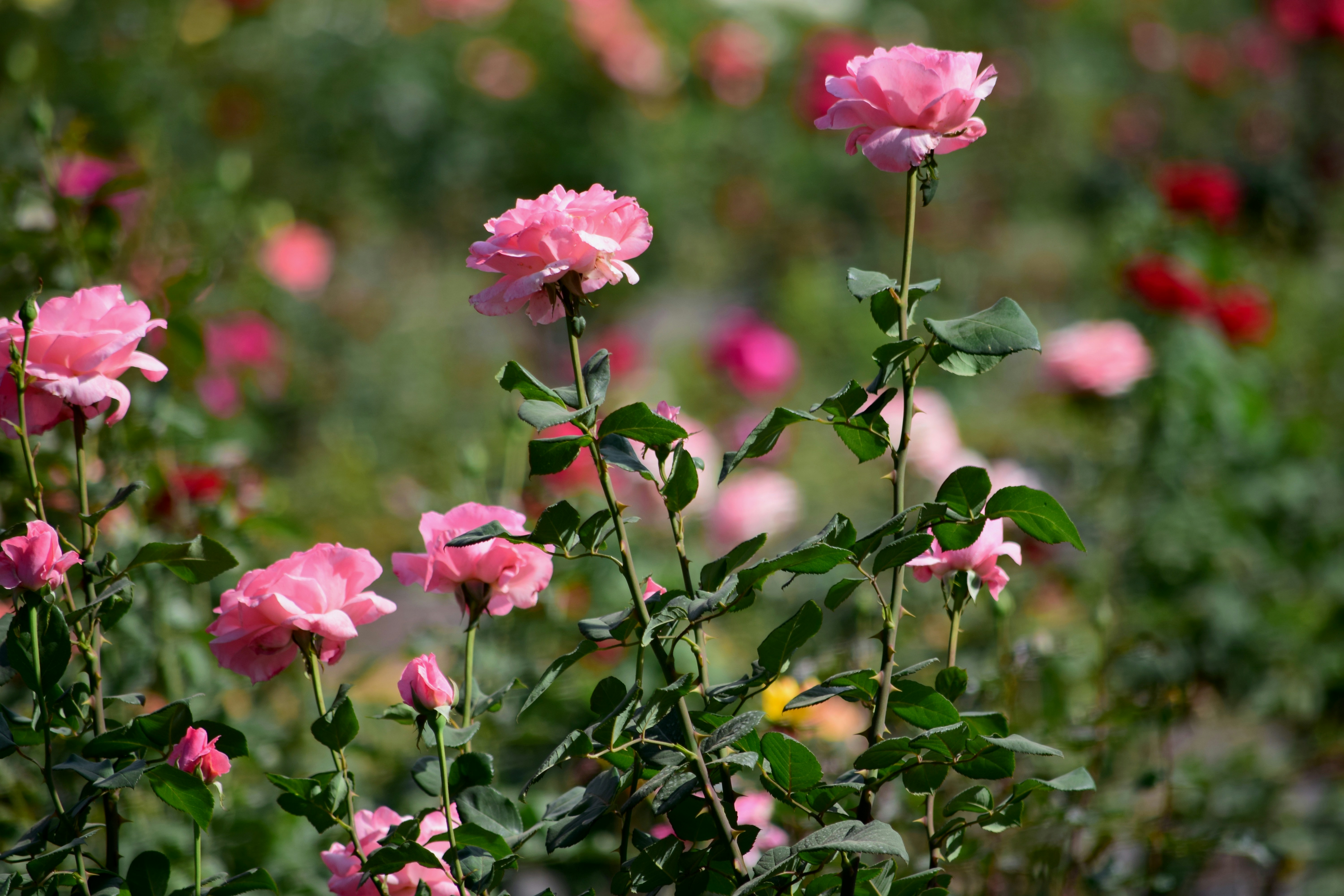 Photo by rrajputphotography