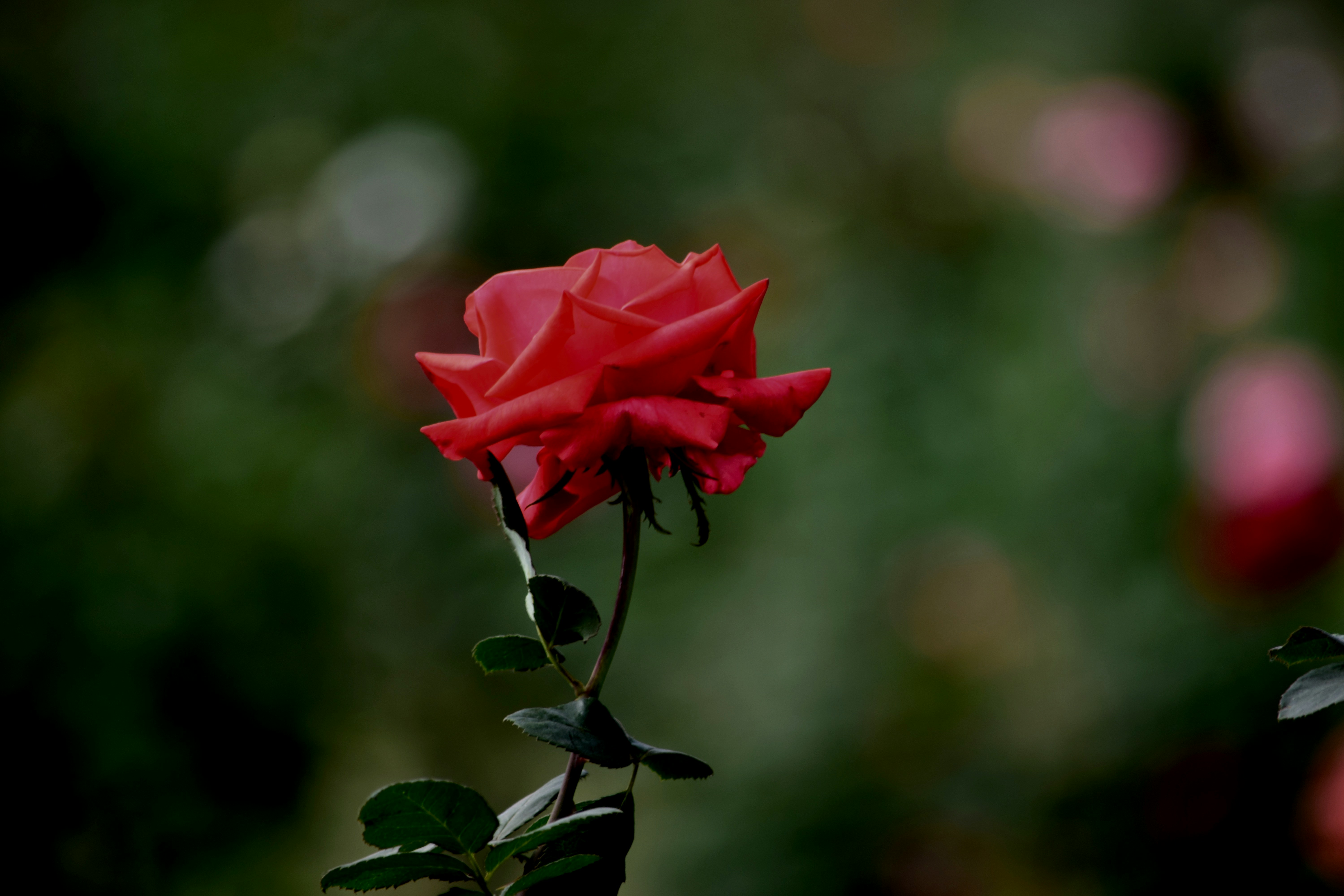 Photo by rrajputphotography