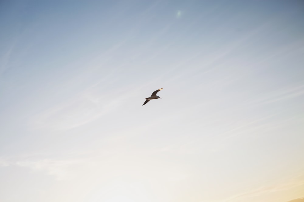 black bird flying under blue sky during daytime