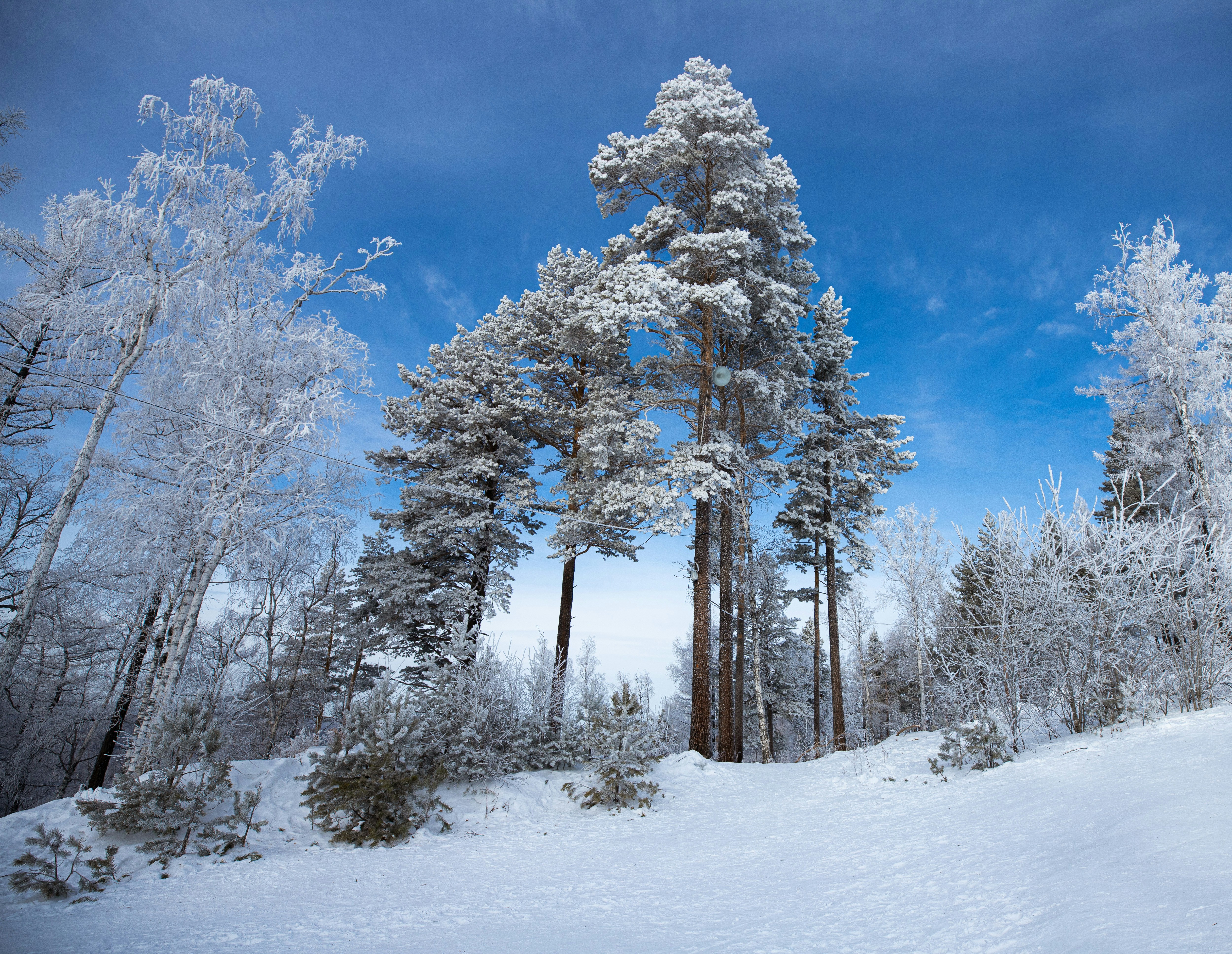 brown trees on snow covered ground under blue sky during daytime