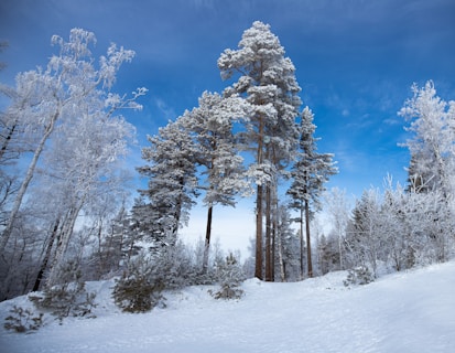 brown trees on snow covered ground under blue sky during daytime