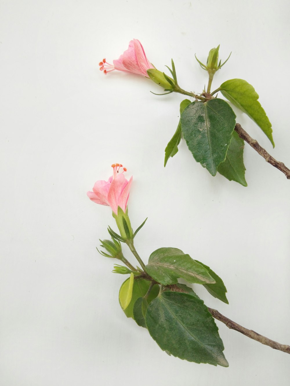 pink and white flower with green leaves