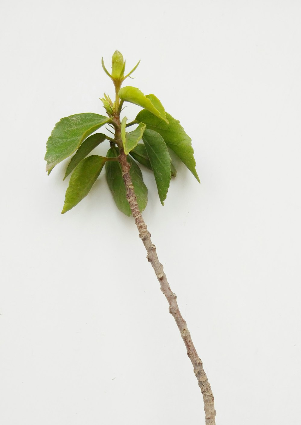 green leaves on white background