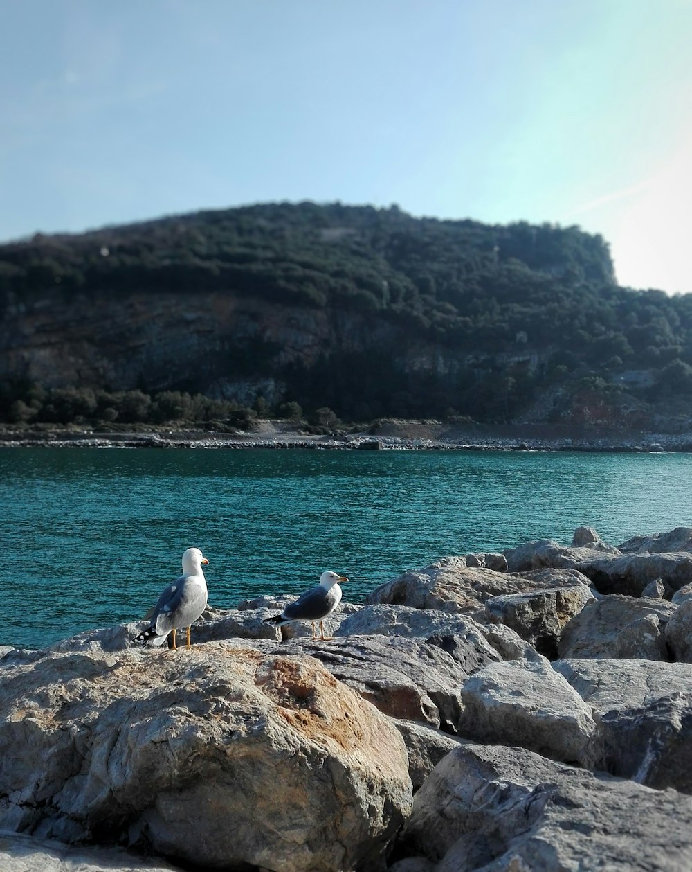 white and black bird on brown rock near body of water during daytime