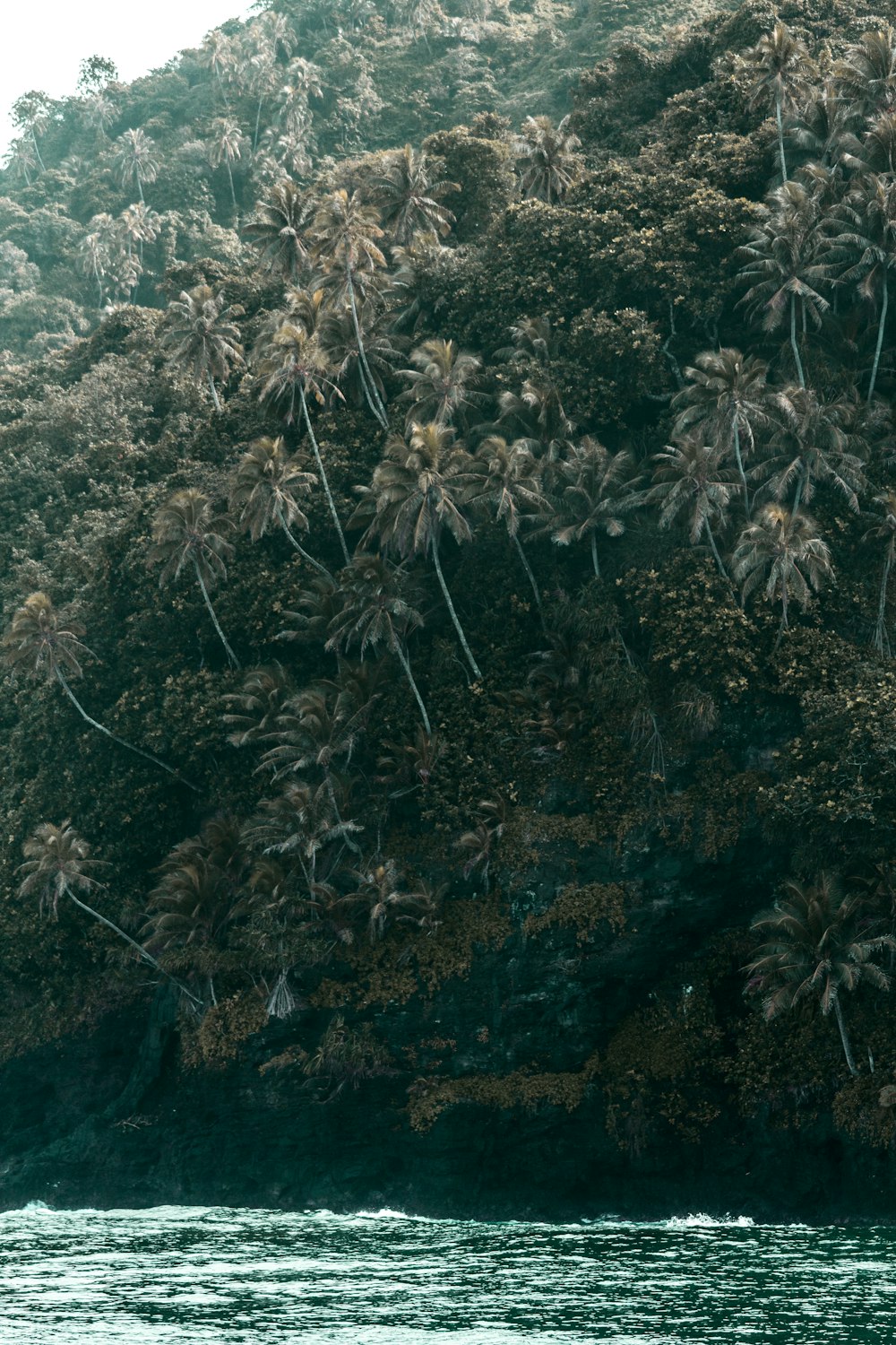 green and white trees on mountain