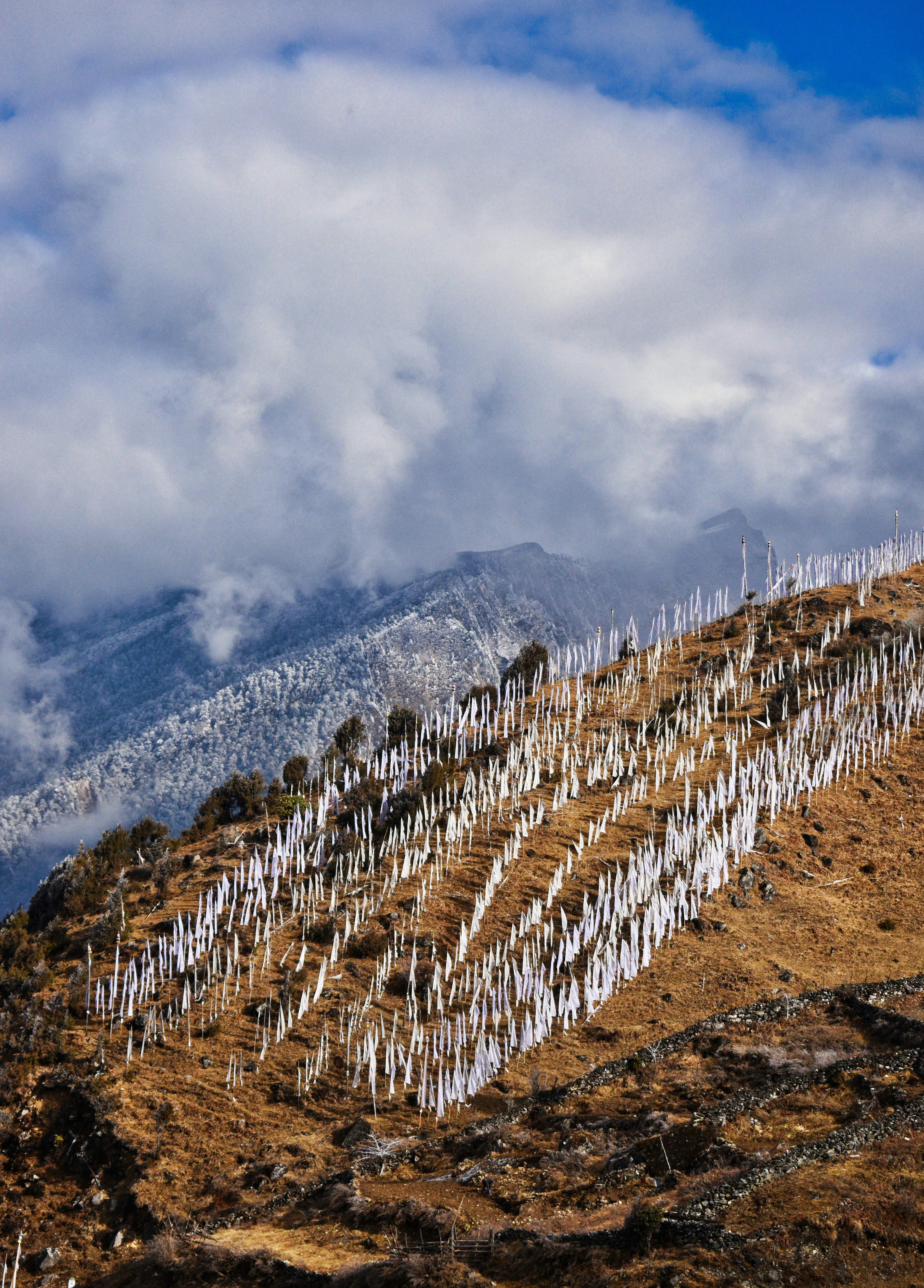 white and black birds on brown field under white cloudy sky during daytime