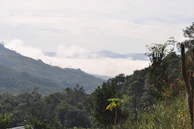 A lush green mountainous landscape with layers of hills covered in dense foliage. Clouds hang low in the valleys, partially obscuring distant peaks. The foreground features various trees and plants, suggesting a rich biodiversity.