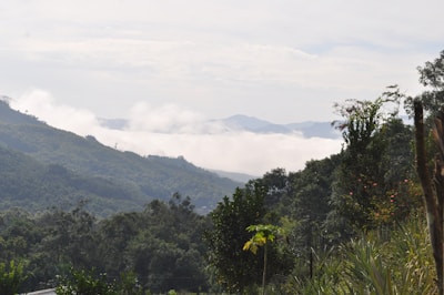 A lush green mountainous landscape with layers of hills covered in dense foliage. Clouds hang low in the valleys, partially obscuring distant peaks. The foreground features various trees and plants, suggesting a rich biodiversity.