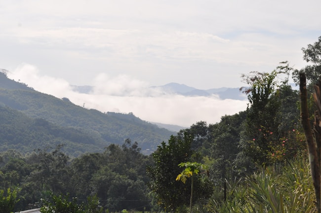 A lush green mountainous landscape with layers of hills covered in dense foliage. Clouds hang low in the valleys, partially obscuring distant peaks. The foreground features various trees and plants, suggesting a rich biodiversity.