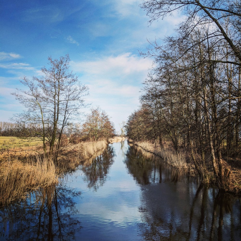 leafless trees beside river under blue sky during daytime