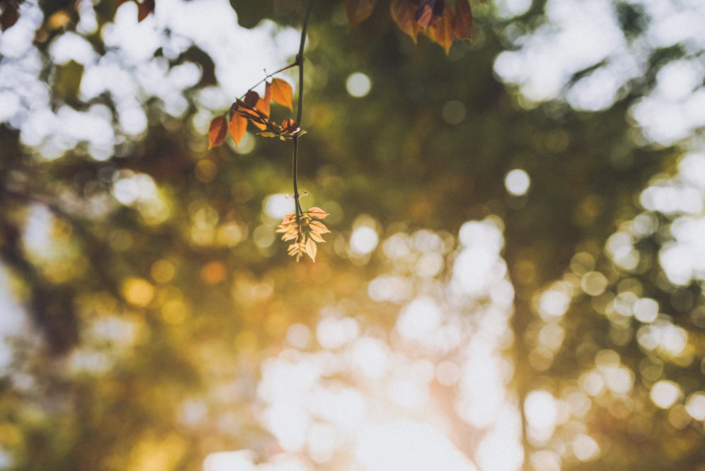 brown leaves in tilt shift lens