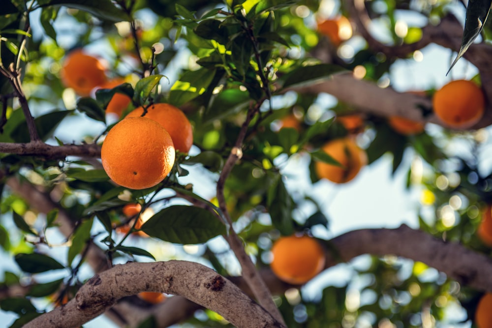 orange fruit on tree during daytime