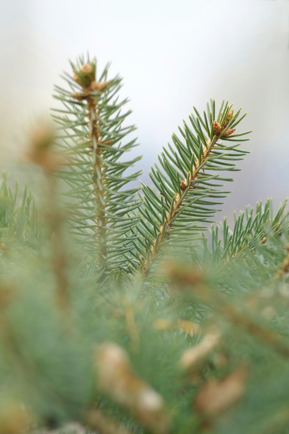 green plant in close up photography