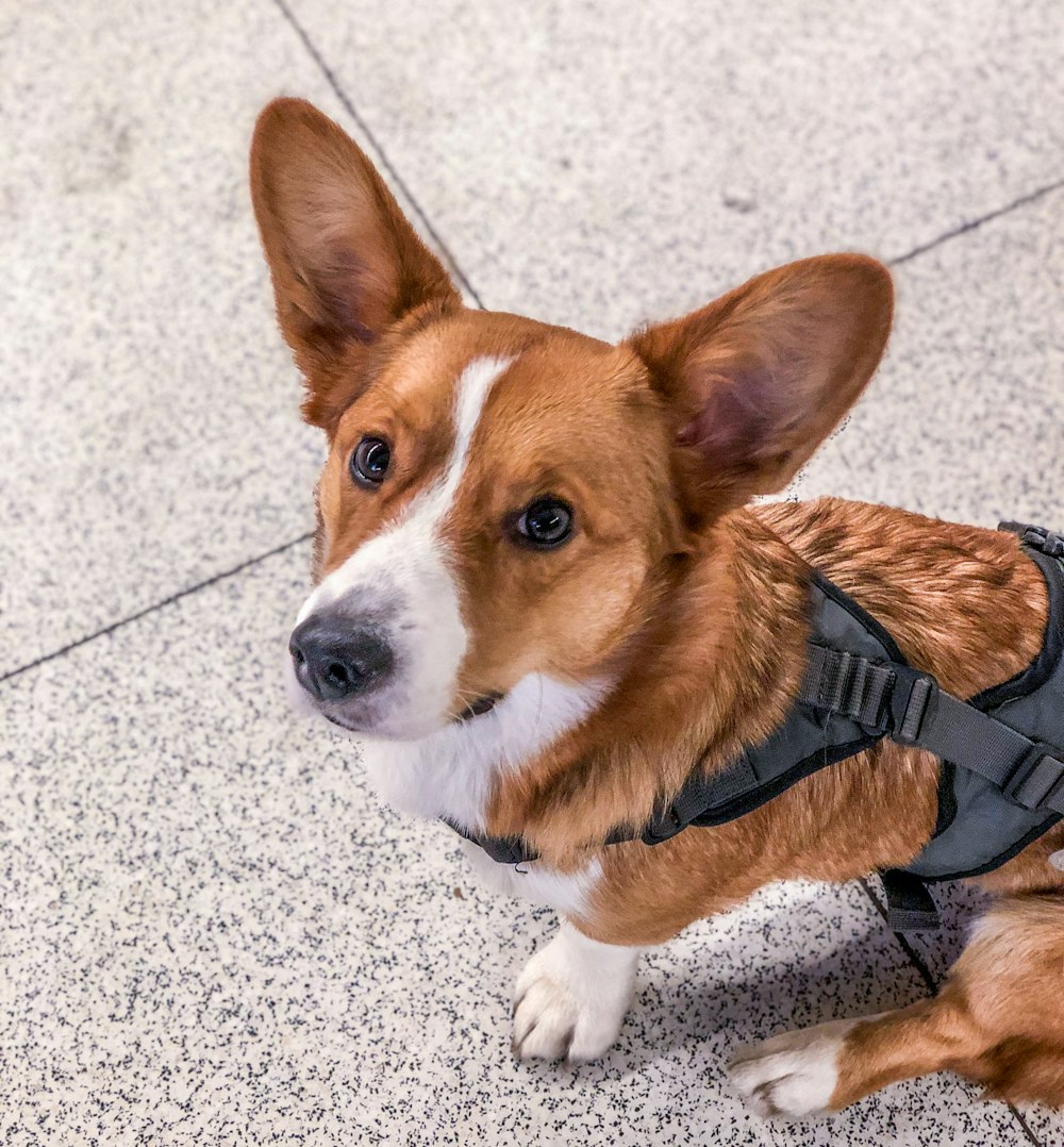 brown and white corgi with black and gray backpack