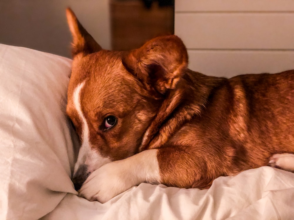 brown and white short coated dog lying on white textile