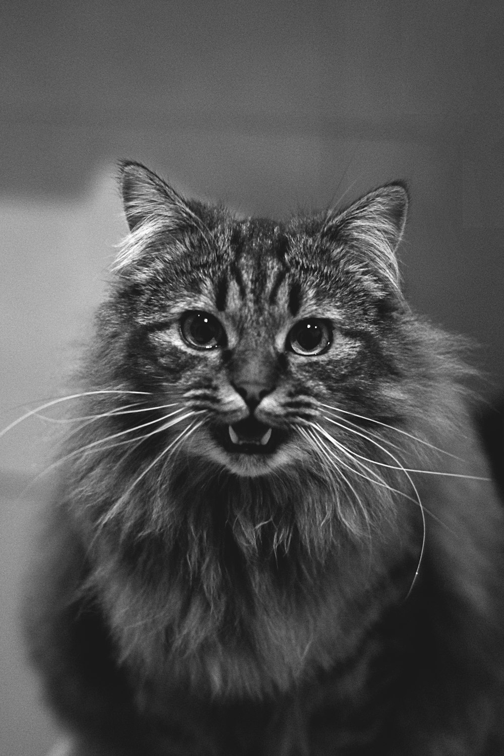 black and white long fur cat