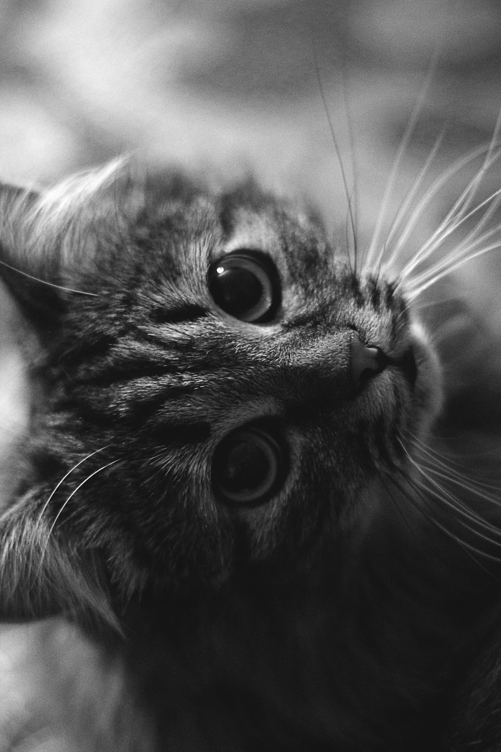 grayscale photo of tabby cat