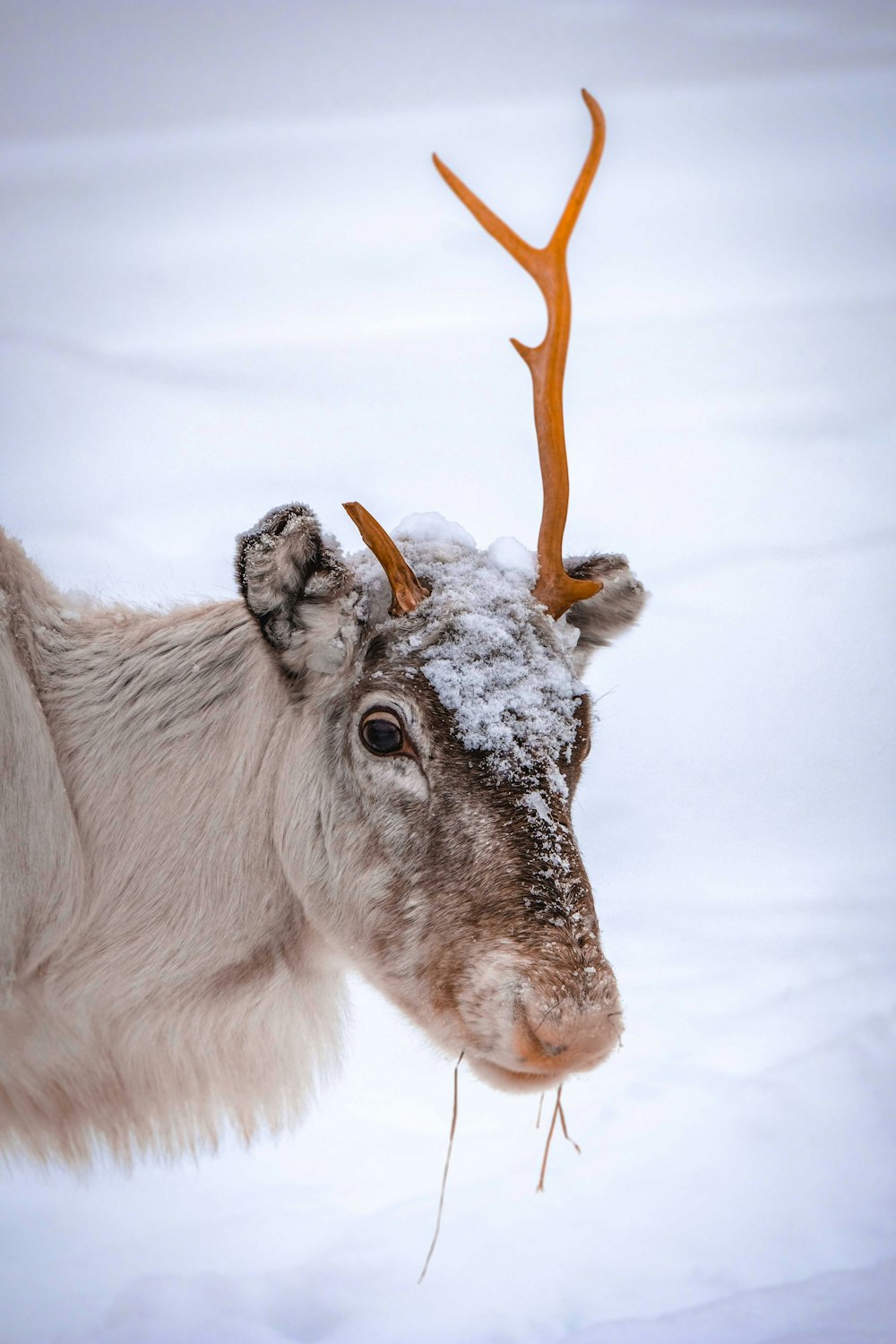 white and brown sheep on snow covered ground