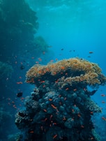 An underwater scene featuring vibrant coral reefs with an abundance of small, colorful fish swimming around. The coral structures are diverse in shape and intricately layered, teeming with marine life. The surrounding water is clear with shades of blue, creating a serene and lively ecosystem.