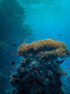 An underwater scene featuring vibrant coral reefs with an abundance of small, colorful fish swimming around. The coral structures are diverse in shape and intricately layered, teeming with marine life. The surrounding water is clear with shades of blue, creating a serene and lively ecosystem.