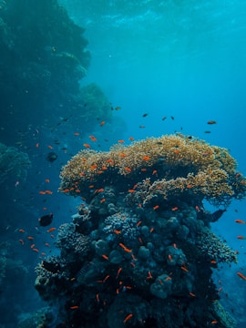 Underwater shot of healthy coral reefs teeming with fish.