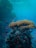 An underwater scene featuring vibrant coral reefs with an abundance of small, colorful fish swimming around. The coral structures are diverse in shape and intricately layered, teeming with marine life. The surrounding water is clear with shades of blue, creating a serene and lively ecosystem.