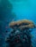 An underwater scene featuring vibrant coral reefs with an abundance of small, colorful fish swimming around. The coral structures are diverse in shape and intricately layered, teeming with marine life. The surrounding water is clear with shades of blue, creating a serene and lively ecosystem.