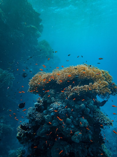 An underwater scene featuring vibrant coral reefs with an abundance of small, colorful fish swimming around. The coral structures are diverse in shape and intricately layered, teeming with marine life. The surrounding water is clear with shades of blue, creating a serene and lively ecosystem.