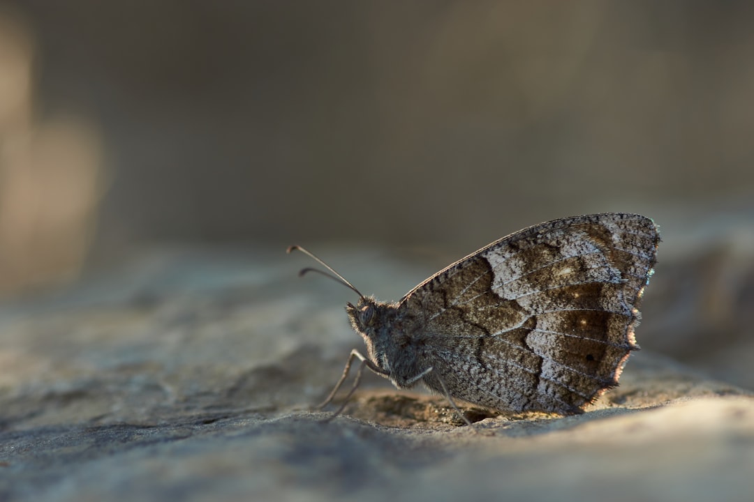 brown and white butterfly on brown sand during daytime