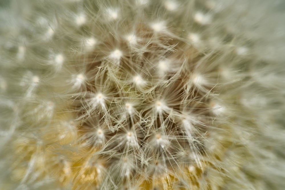 white dandelion in close up photography