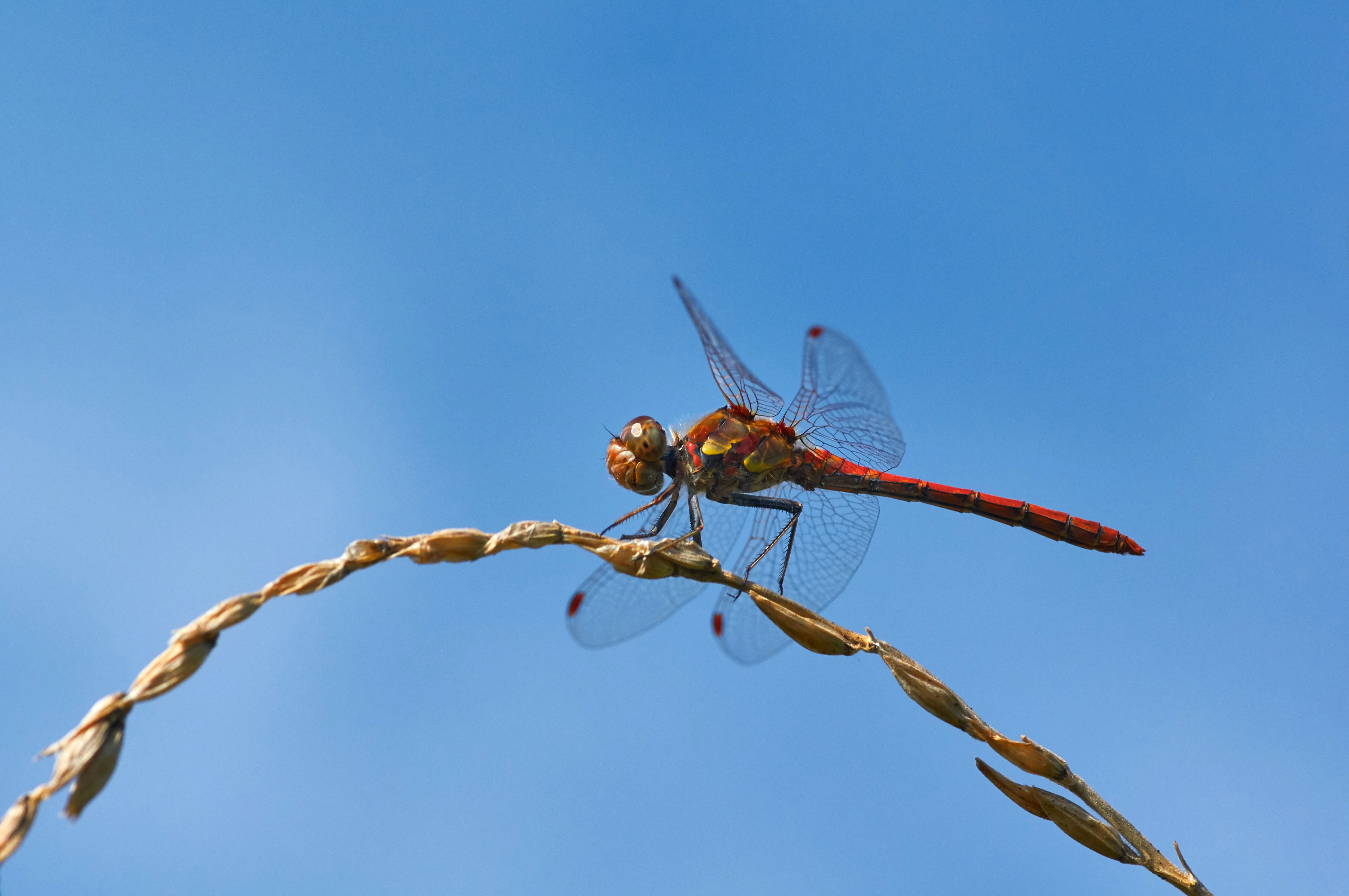 Photo by wolfgang_hasselmann