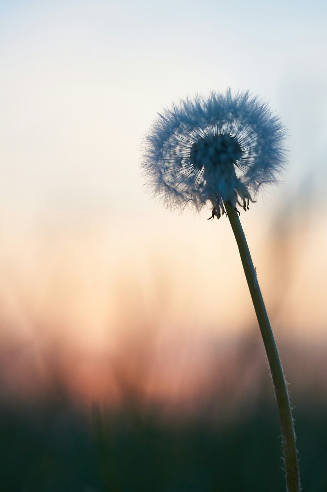 blue dandelion in close up photography