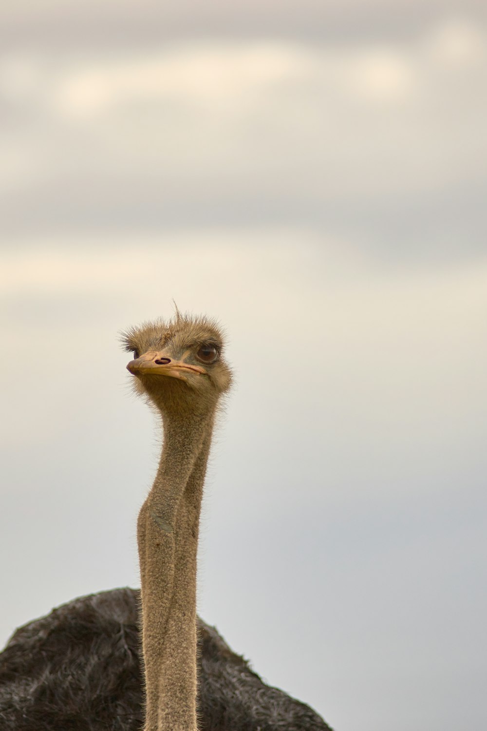 brown ostrich head in close up photography