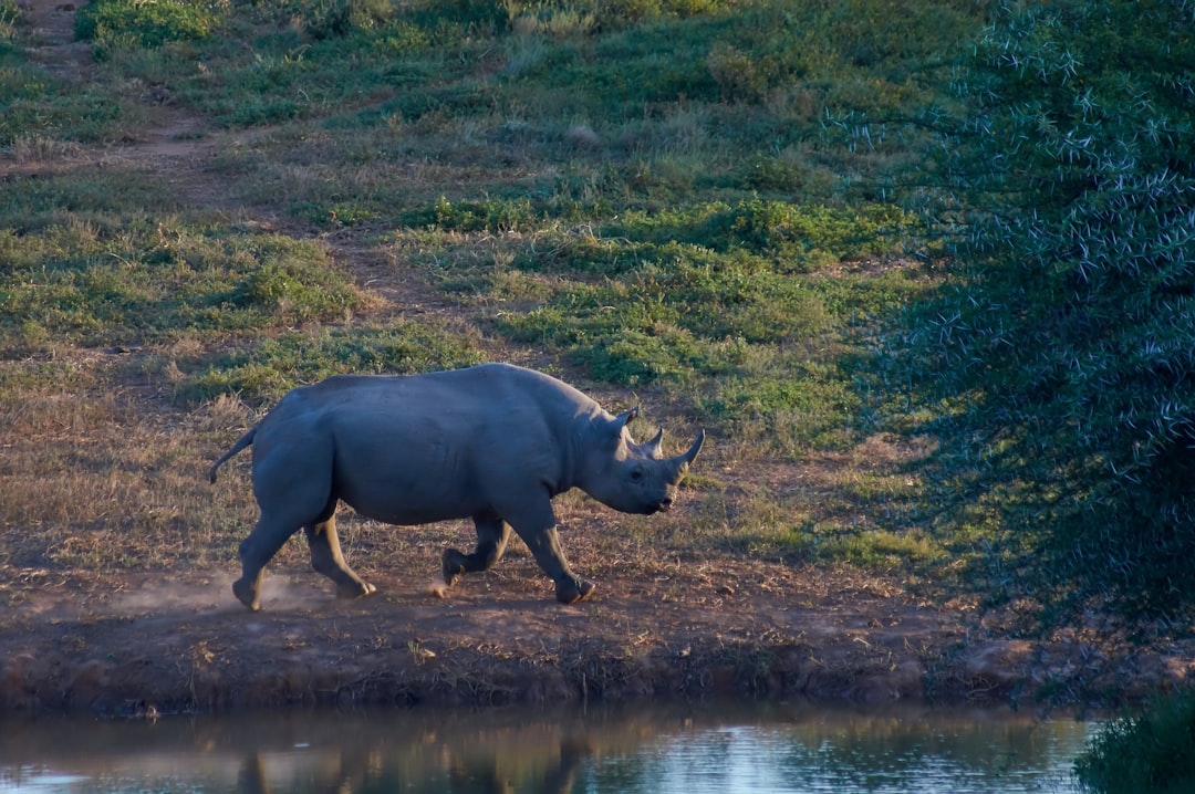 black rhinoceros on green grass field during daytime