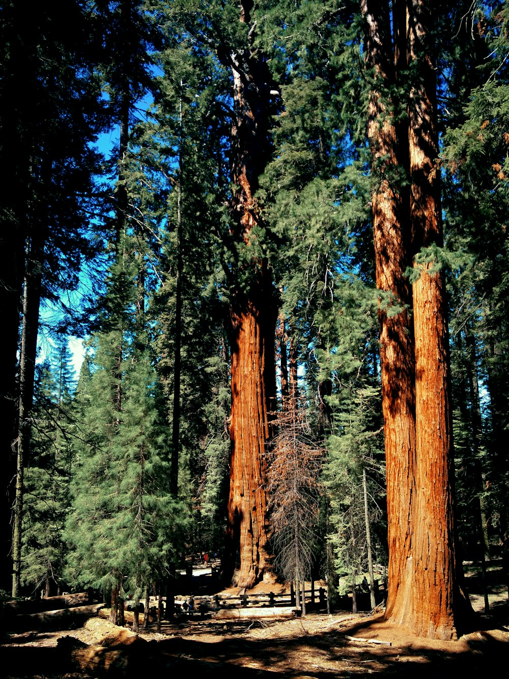 green and brown trees during daytime