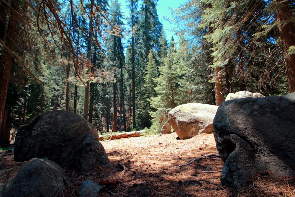 brown trees and brown soil