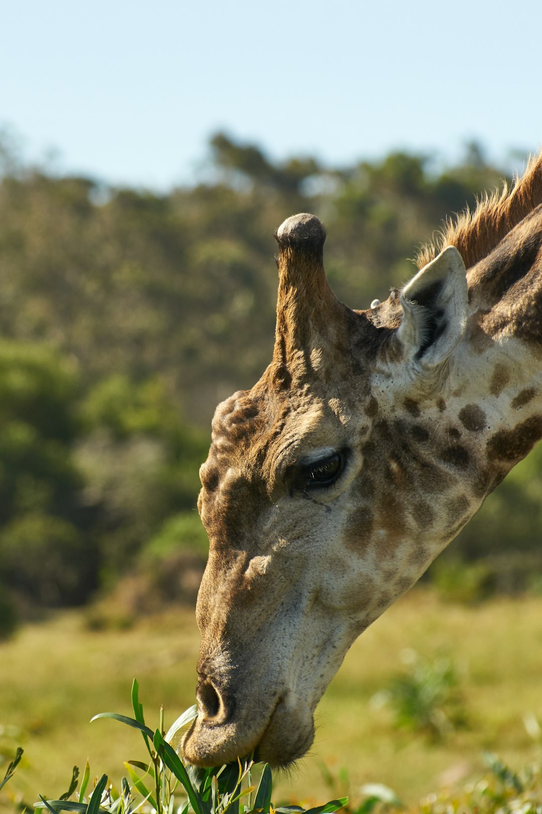 brown giraffe standing on green grass field during daytime