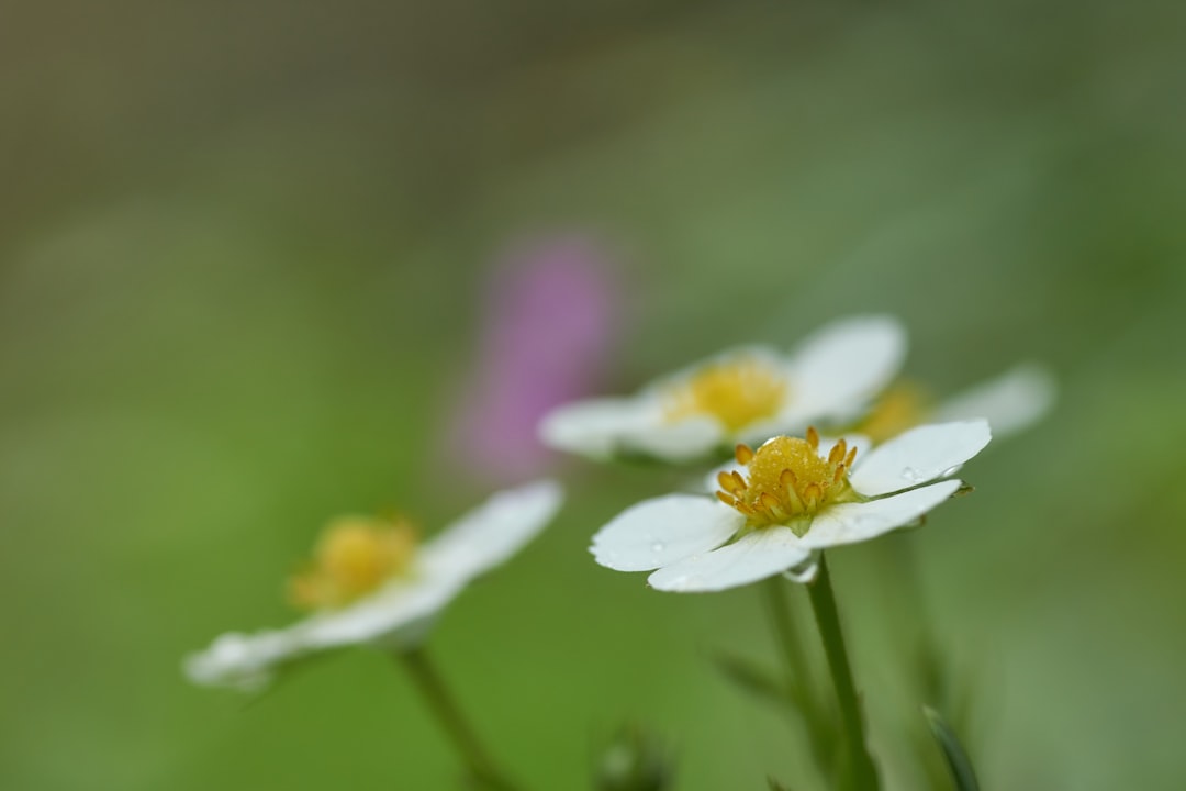 white and yellow flower in tilt shift lens