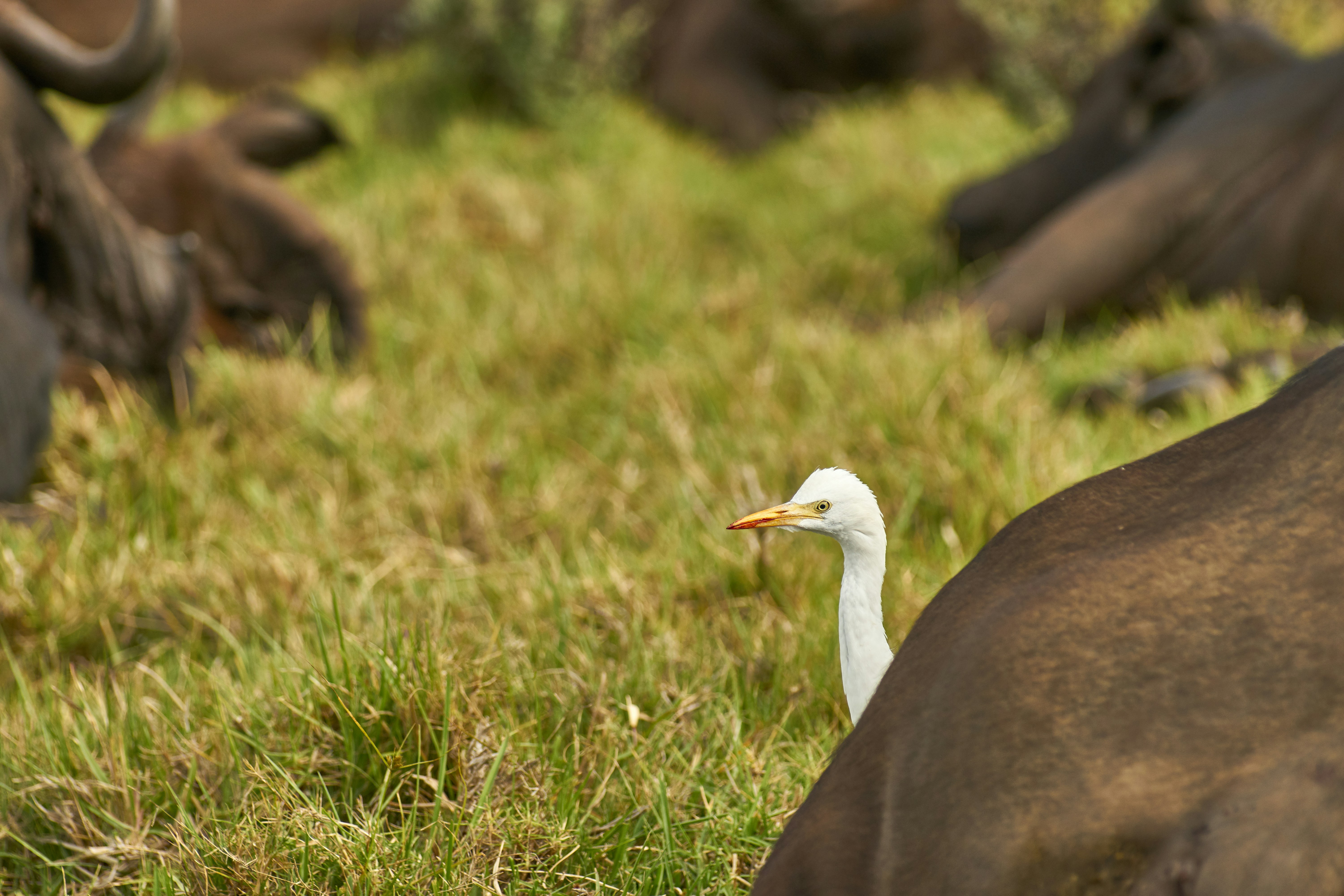 Photo by wolfgang_hasselmann