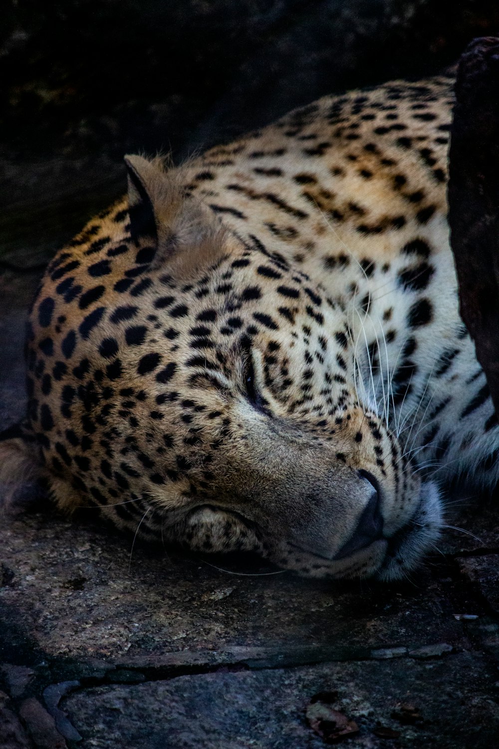 brown and black leopard lying on ground