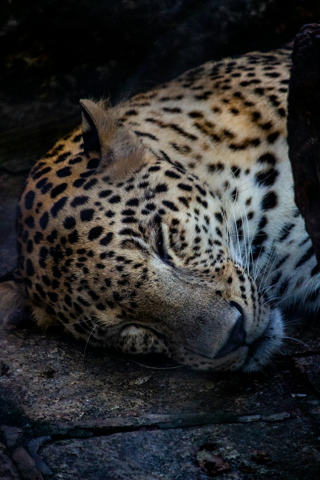 Wildlife photo spot Trivandrum Thadiyoor