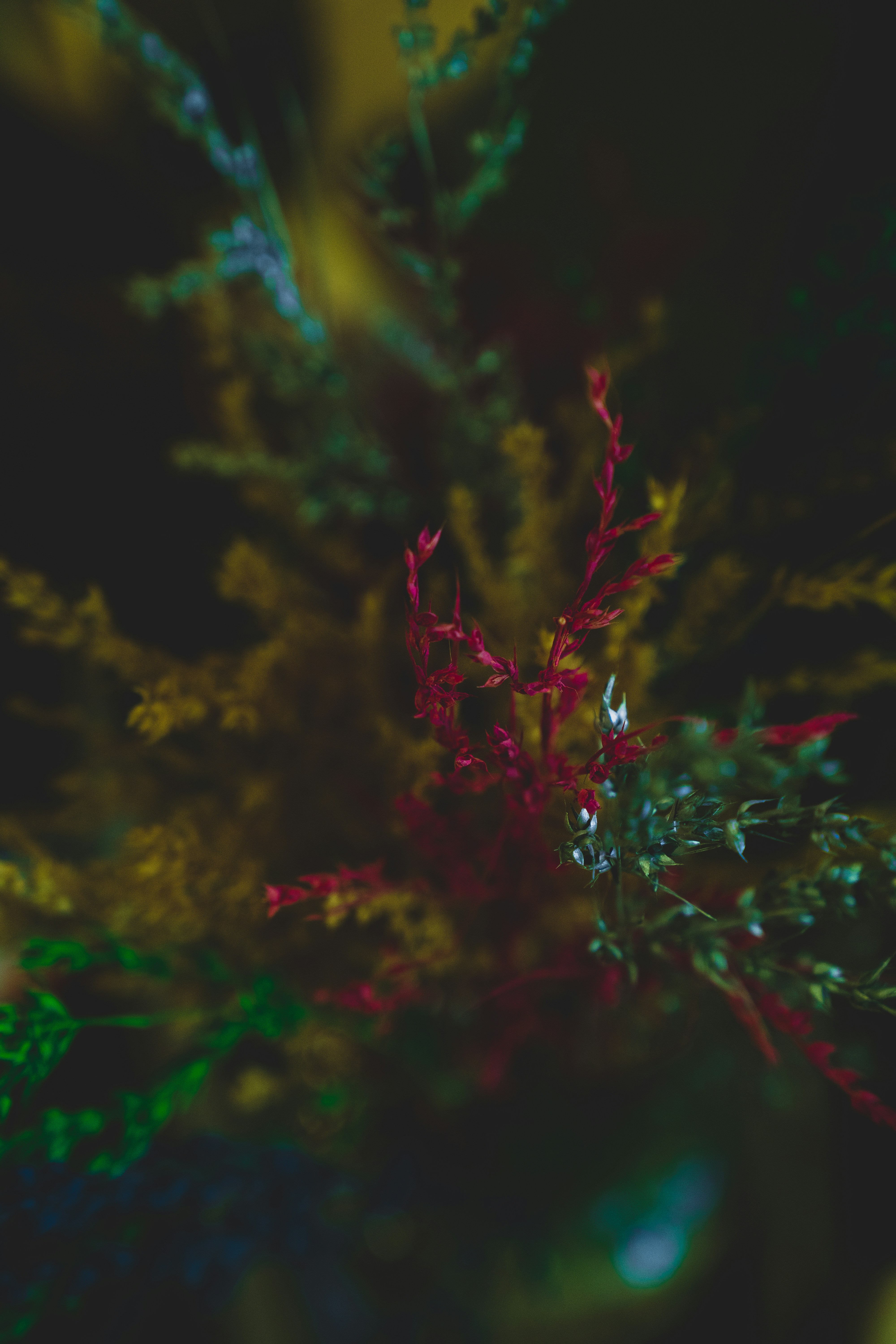 red and green plant in close up photography