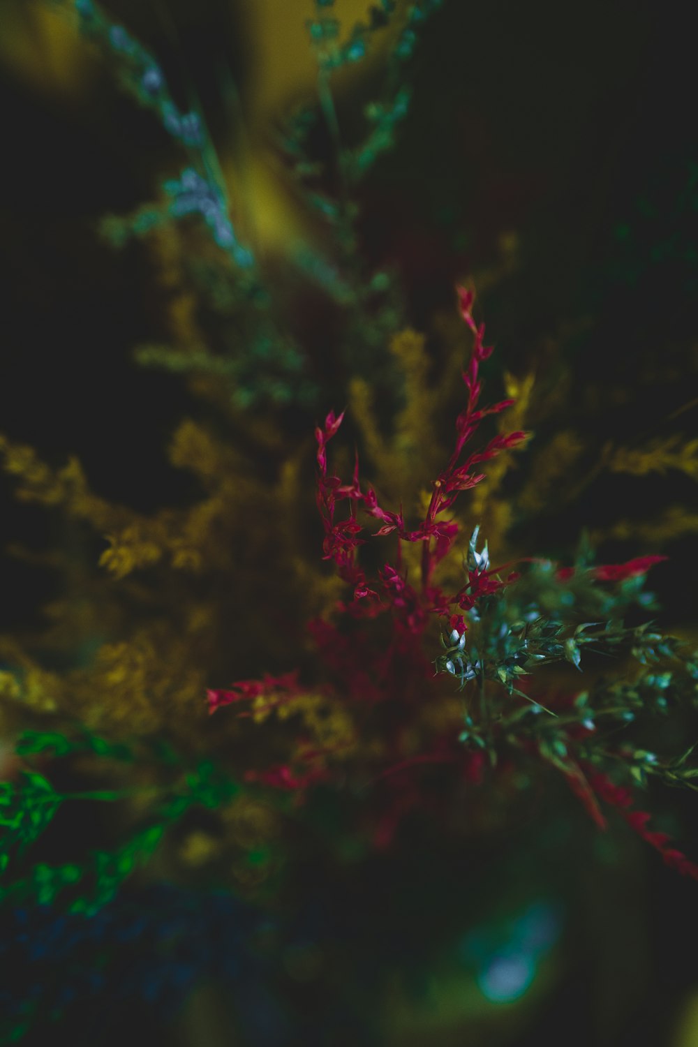 接写の赤と緑の植物