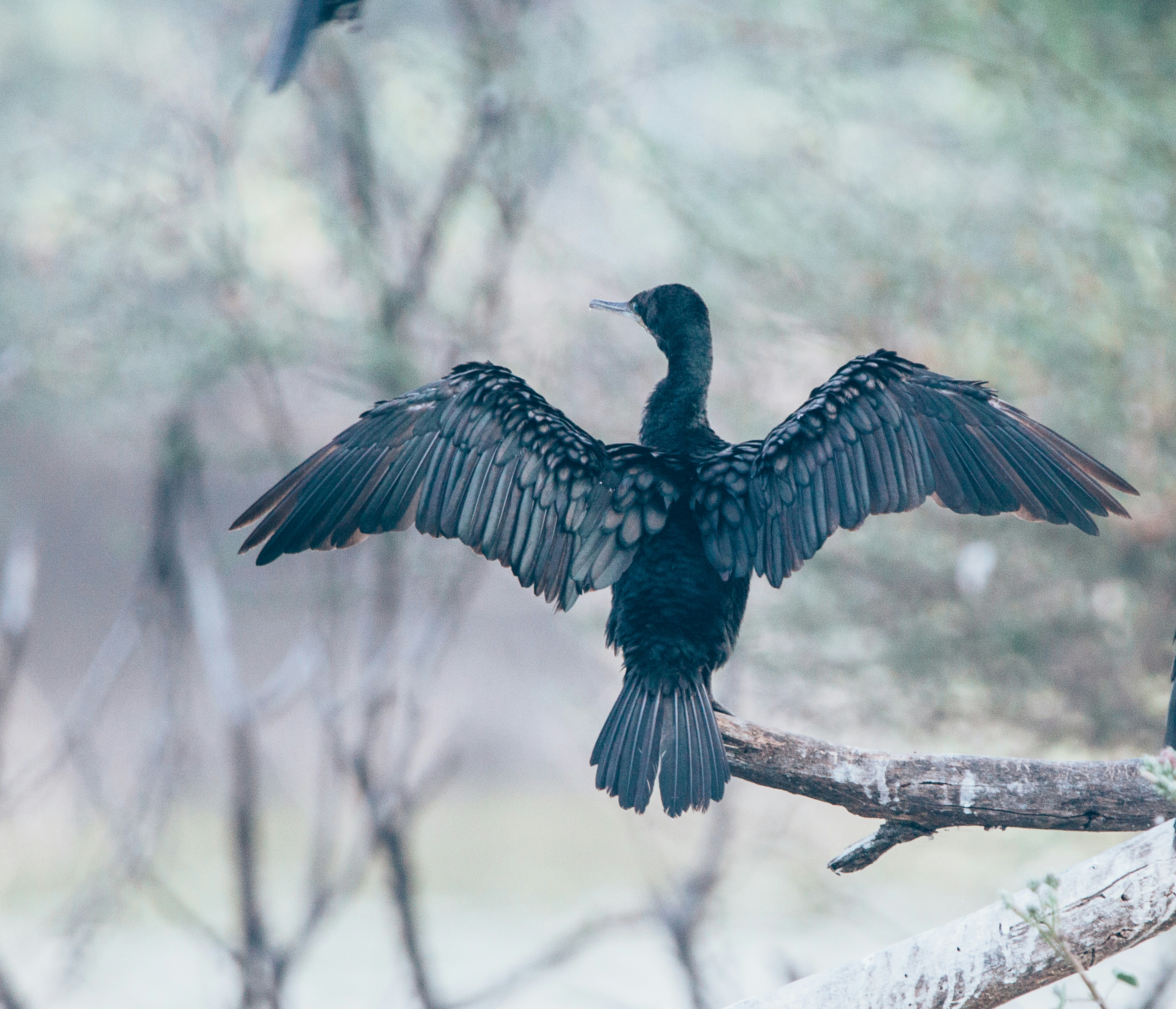 Photo by wildandbeyondbyvivek