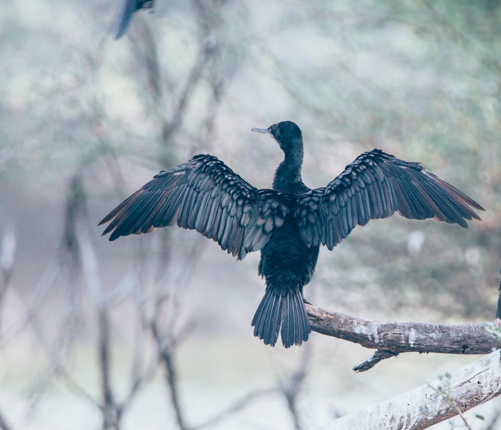 oiseau noir et bleu sur branche d’arbre